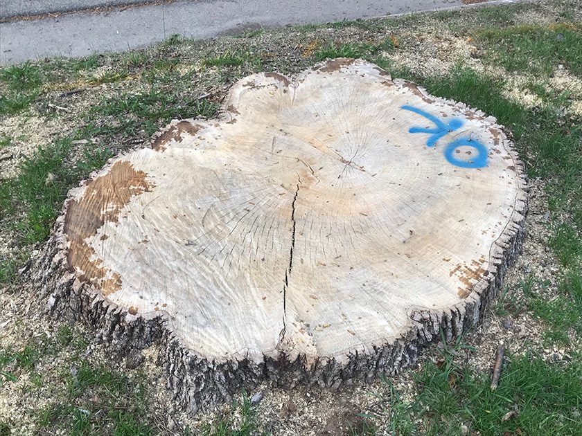 cut down tree stump